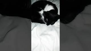 моя добрая кошка