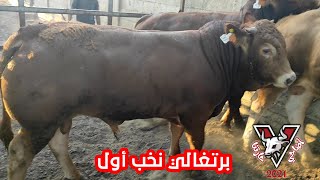 حصص عجول برتغالية نخب أول لمذبح إسليم