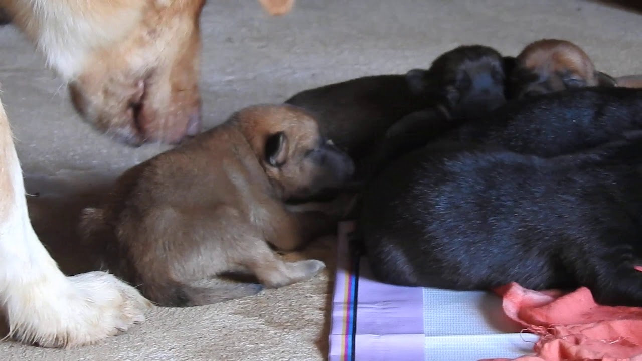 Do Newborn Puppies Cry When Hungry