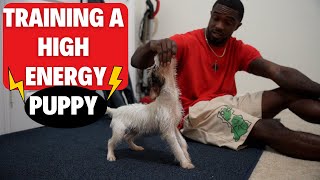 Training a CHARGED UP Puppy!!! (Jack Russell Terrier)