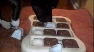 Our Dog, River, Loves to Solve Puzzles! screenshot 4