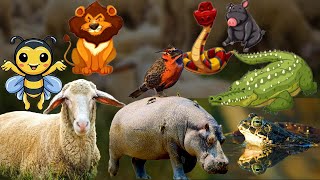 Beautiful Wild Kingdom Real Sounds &amp; Relaxing Nature | Part 26