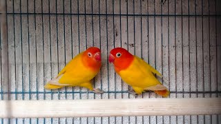 relaxation sound lovebird biola lutino rm & lutino mm_meditasi@RTS_B-89 by Relax the sound lovebird 424 views 2 months ago 1 hour, 20 minutes