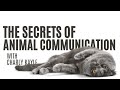 Animal whisperers diving deeper into the secrets of animal communication with charly kayle