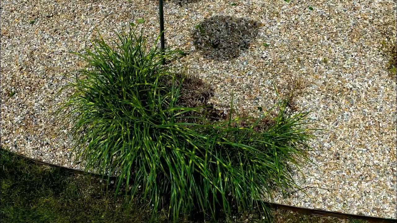 Rowley Ranch YouTube