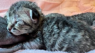 Devon Rex Kittens 5 days old #devonrex #kittens by Yoko Kat 393 views 6 months ago 1 minute, 28 seconds