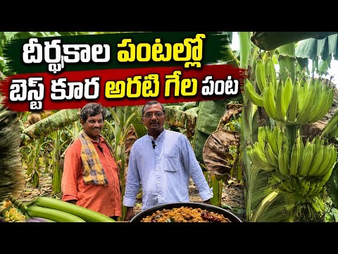 కురా అరటి గెలాలు