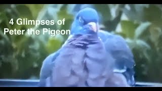 Peter the Pigeon - 4 Glimpses of Peter in the garden by Boro Adventure 137 views 1 month ago 1 minute, 35 seconds