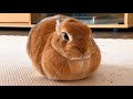 海外では、これを「Loaf」と呼びます。
