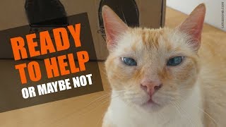 Cats are the Best Helpers by Cat Lessons 26,965 views 6 years ago 1 minute, 19 seconds