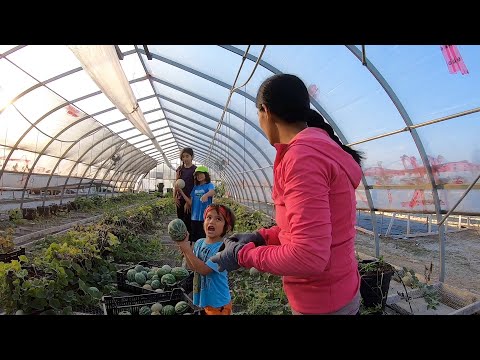 Video: Watermelon And Melon: Sweet Couple In The Garden And Greenhouse