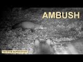 Cat ambush and Mouse hunts (Stone marten family/Steinmarder/Husmår) (best at 1080p)