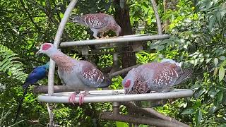 BIRD PARADISE, Singapore, Asia’s largest bird park