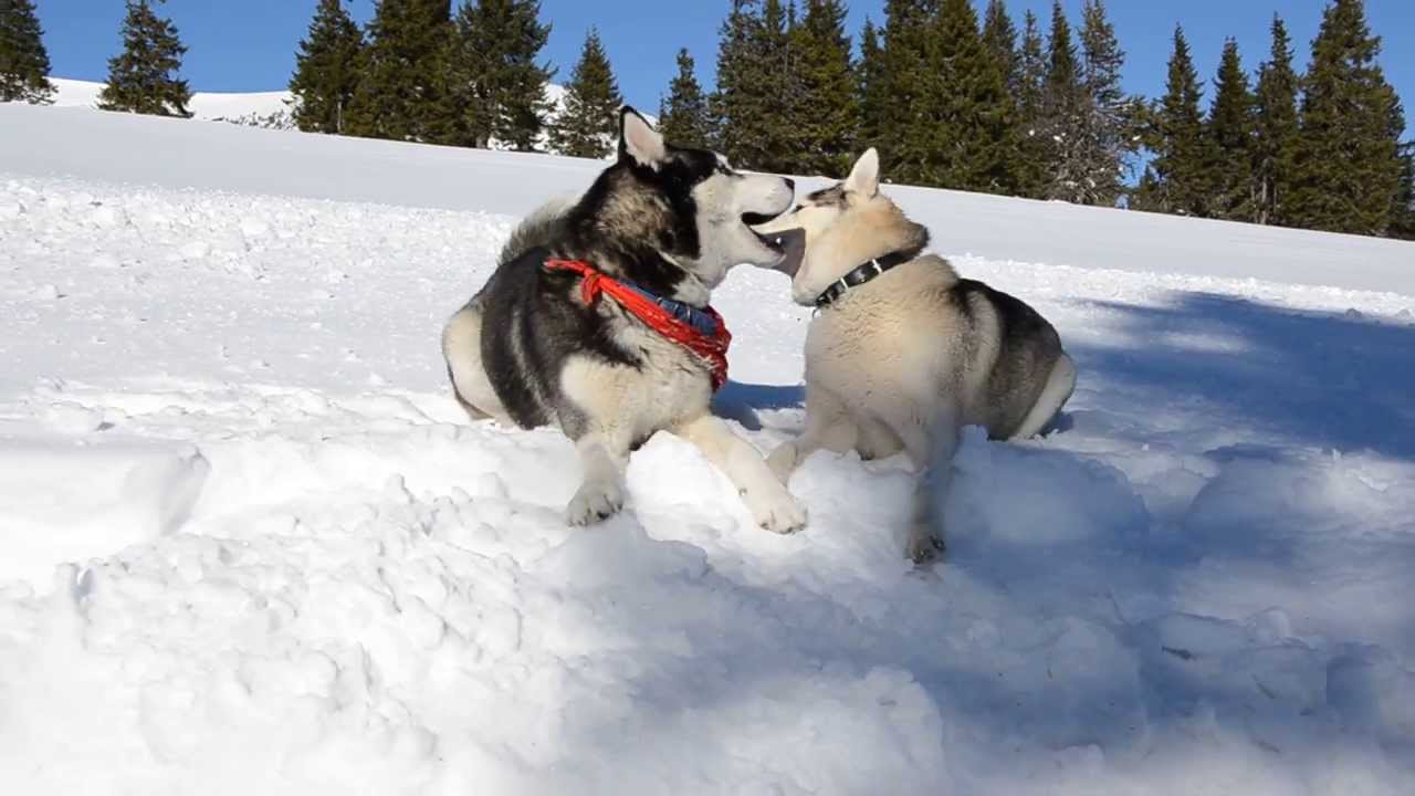 camera iphone 8 plus apk Husky conversation