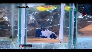Ini Dia Beberapa Ikan Cupang Yang Sangat Mahal Dan Langka screenshot 2