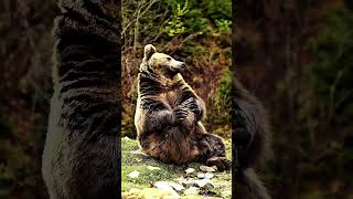 Bear Archery Craft Target Challenge | Perfect Shot on Handmade Bear Target 🐻🏹 #Archery #BearTarget