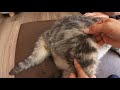固まった後ろ足、股関節のマッサージ「猫」