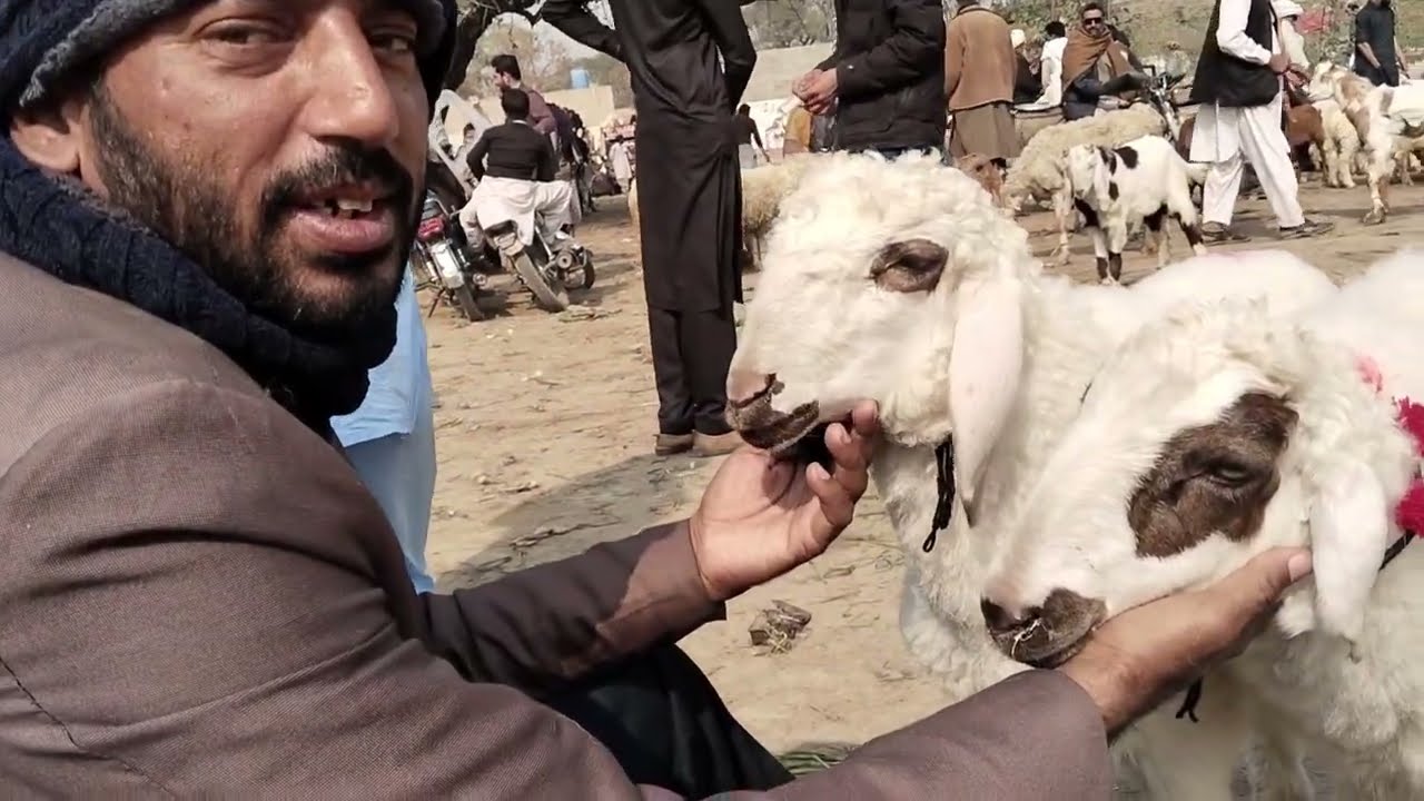 Bakara juma Mandi Dera Ismail khan 6 February 2026 