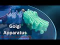 Exploring the Golgi Apparatus