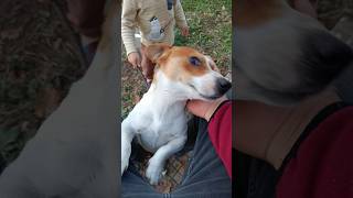 Köpeğimizinpaskal Kendini Sevdirmek İstemesi