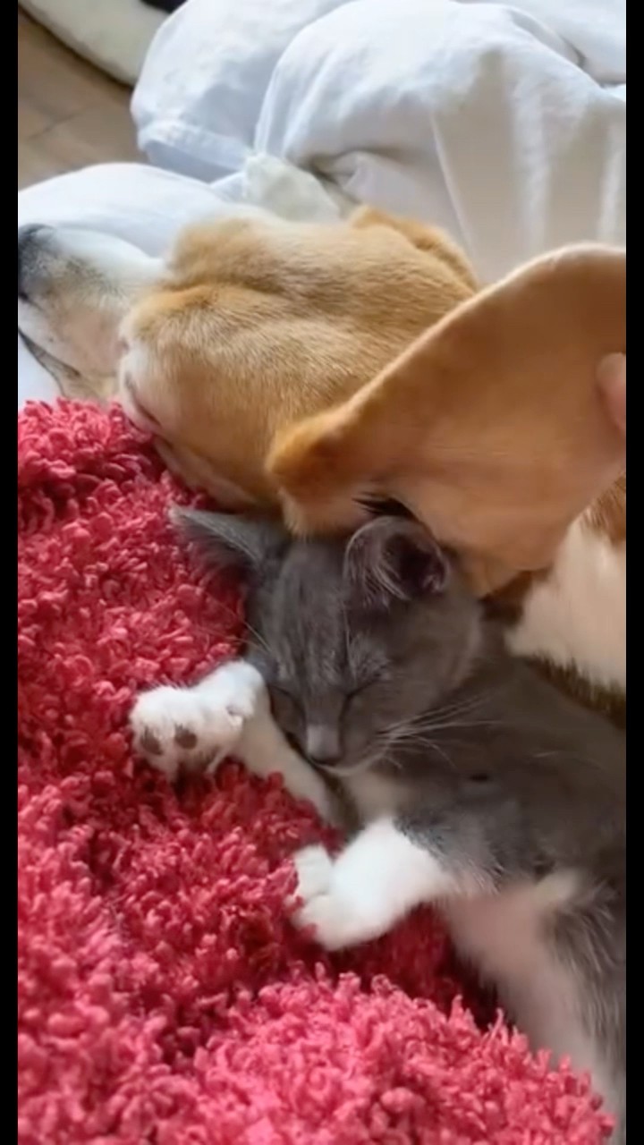 #JasonDeruloTV // So Cute ? #GotPermissionToPost From IG @thebeagleandthebun #SlowLow