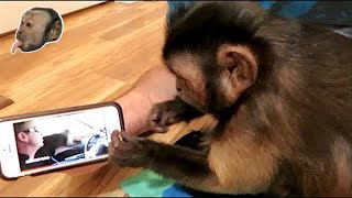 Capuchin Monkey Unboxes Ring Spinner!