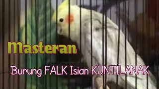 MASTERAN Burung FALK AUSTRALIA isian Kunti untuk Murai Batu, Kacer, Dan Burung Lomba Jenis Lainnya
