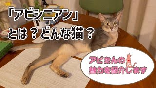 「アビシニアン」とは？どんな猫？猫アビたんの魅力も紹介します💓