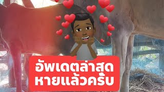 รักษาโรคลัมปีสกิน Ep.4