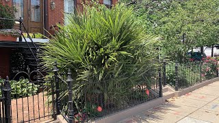 D.C. Street With Two Big, Beautiful Needle Palms
