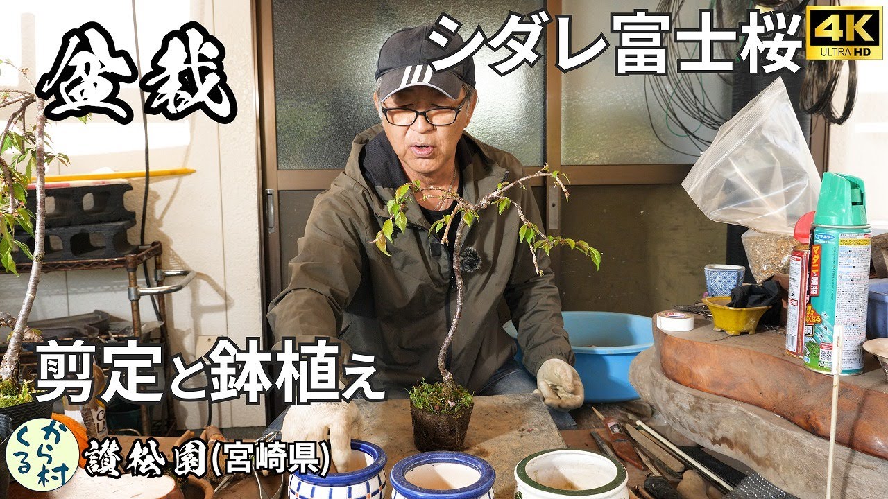 Bonsai] Fern Fuji cherry pruned potted plant - YouTube