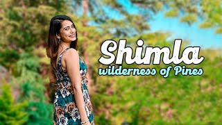 Shimla's Enchanting Wilderness: Savvy Fernweh Explores Whispering Pines, Majestic Mountains