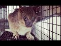 Abandoned Werewolf Cat Rescued from Life of Pain