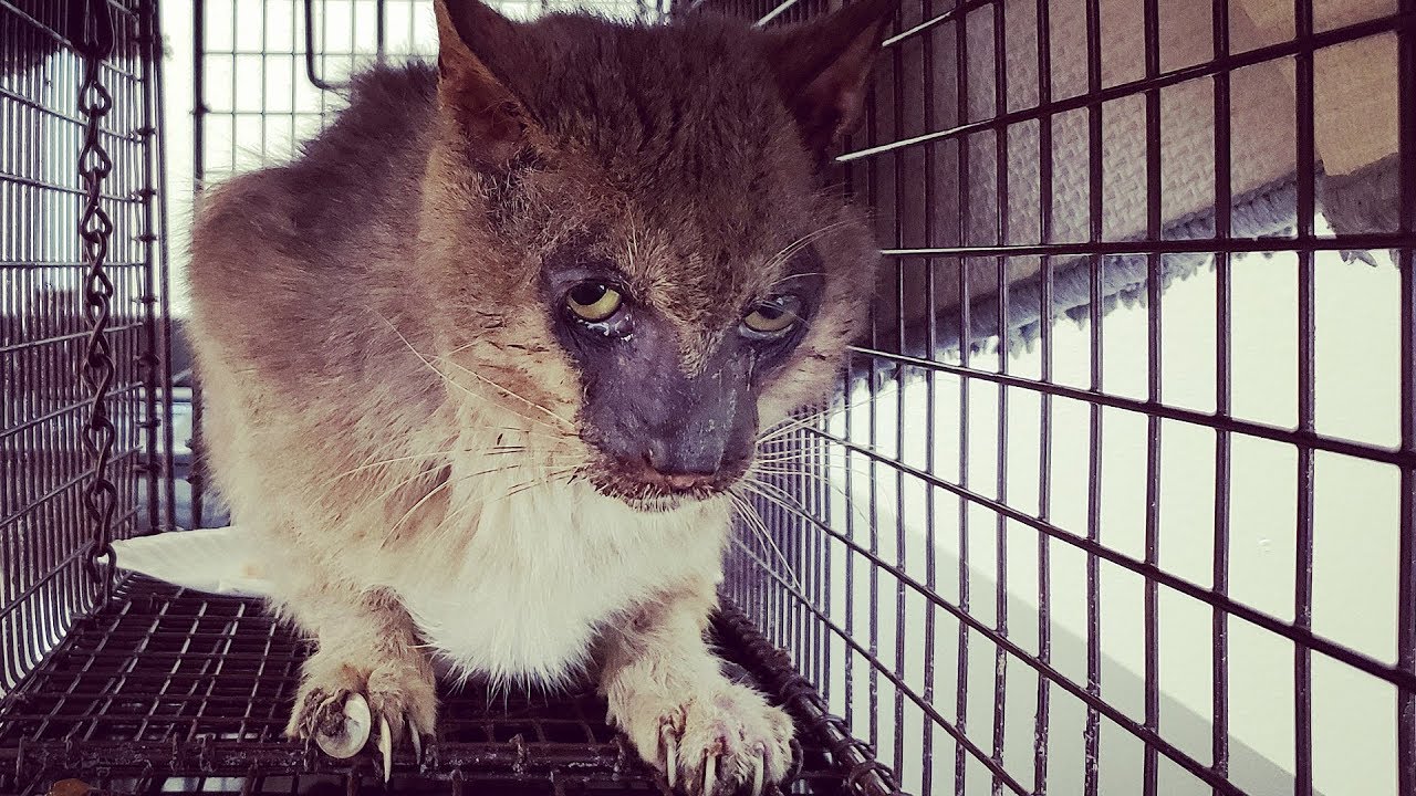 Abandoned Werewolf Cat Rescued From Life Of Pain Youtube