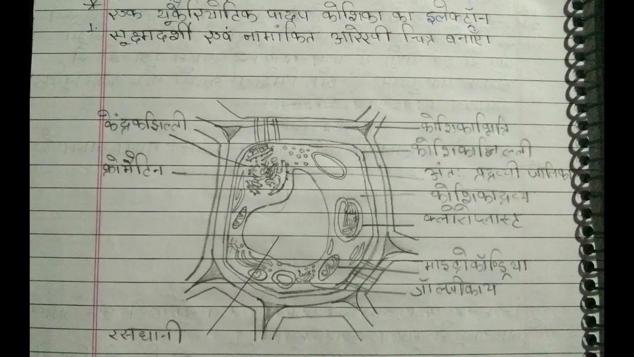 procaryotic-koshika-ka-namankiye-chitra-biology-class-youtube