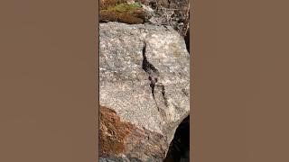 Rock of the week #84: Uranium Mineralization in Outcrop