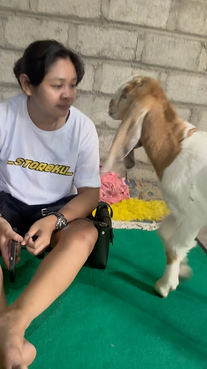 Epep kendang di cium kambing😱😱 #epepkendang