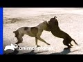 Stray dog fight shocks villalobos team member  pit bulls  parolees