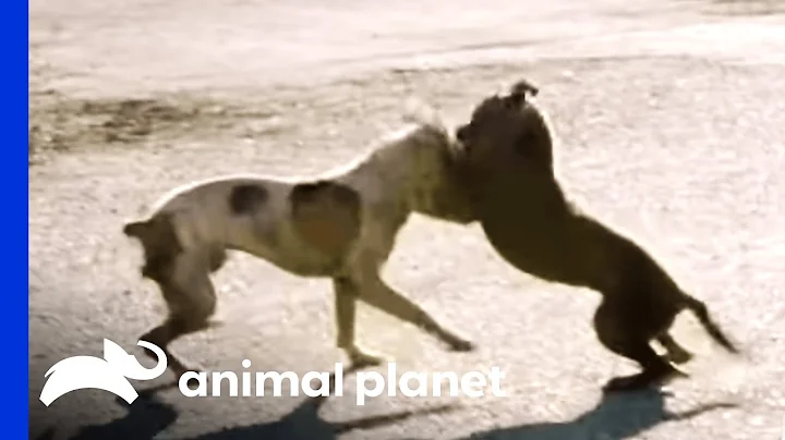 Stray Dog Fight Shocks Villalobos Team Member | Pi...