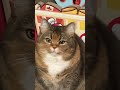 #gatos #gatosdoinstagram #frangobanana #gatogram #amantesdegatos #labubu #catlover