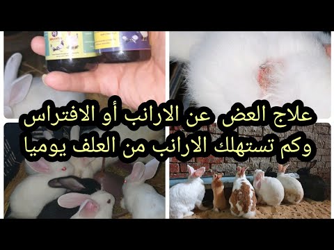 فيديو: كيفية منع الأرنب من العض