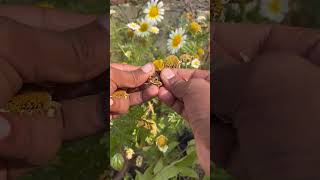 Annual Chrysanthemum l Time to Harvest Seeds