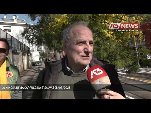 LA MIMOSA DI VIA CAPPUCCINA E’ SALVA | 08/03/2025