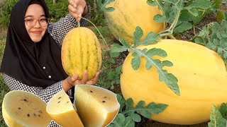 Panen Semangka Kuning  Manisnya Memang Mantul || Yellow Watermelon Harvesting