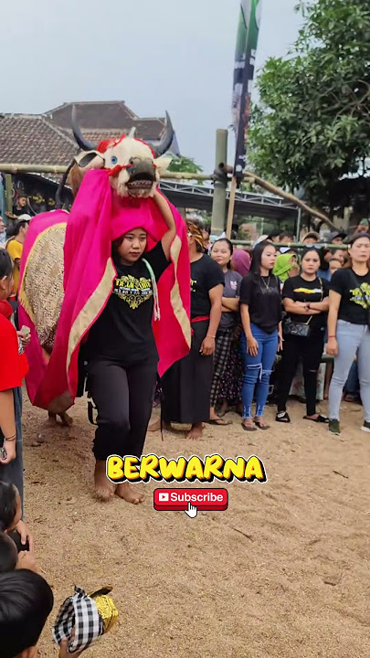 WaJiB DiTonTon !! PENYAMBUTAN BANTENGAN WANITA PALING KEREN #bantenganviral #wanitacantik #trending