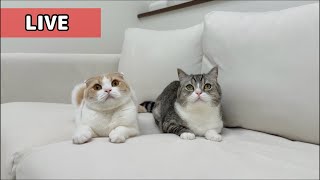 もちまる日記の配信のサムネイル画像