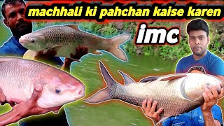Machhali Ko pahchanne Ka Tarika | identify Rohu mrigel and catal fish ♥big fish and small fish story