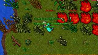 Rookgaard: Rookguardian de'Bove vs Dragon Lord (Public Test Server)