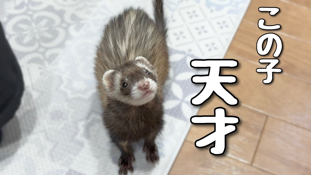 飼い主が驚く程の知能を見せつけるフェレット【ferret#1157】 - YouTube