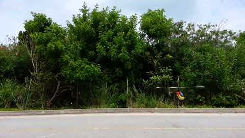 Align trex 550 - Janos Lindsay Hovering